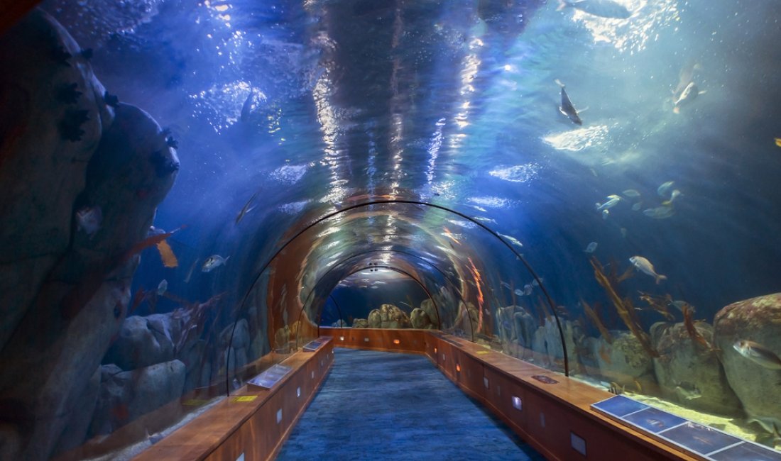 Il tunnel sottomarino dell'Oceanografico. Credits ElenaZet / Shutterstock