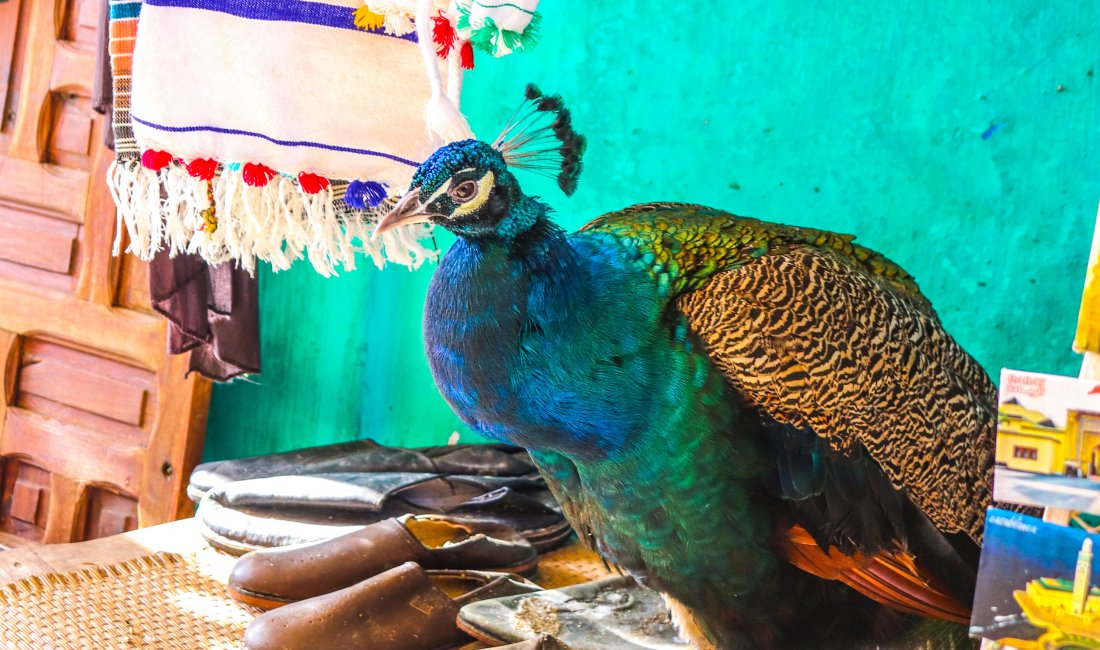Pavone al mercato di Marrakesh © Eleutha