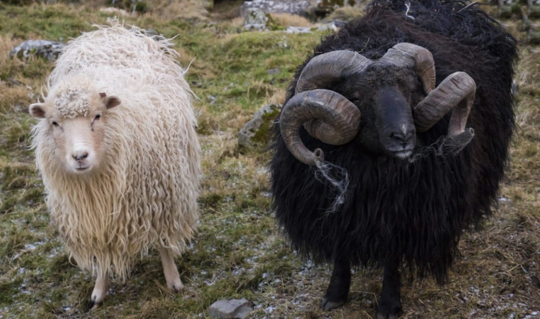 Pecore faroesi © Elisa Polini e Luca Landoni