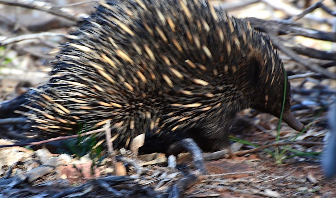 Echidna al Flinder Ranges National Park, South Australia © Travel Gudu